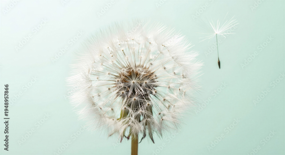 Fototapeta premium Dandelion flower in bloom with airy seeds floating on a pastel background