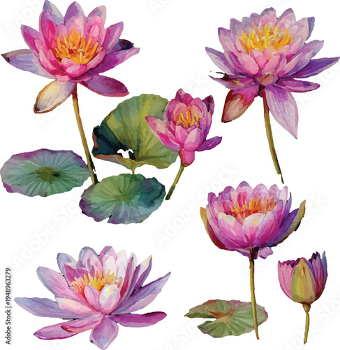 set of lotus flowers