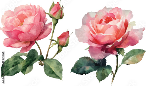 pink roses isolated on white background