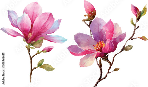pink magnolia flowers isolated