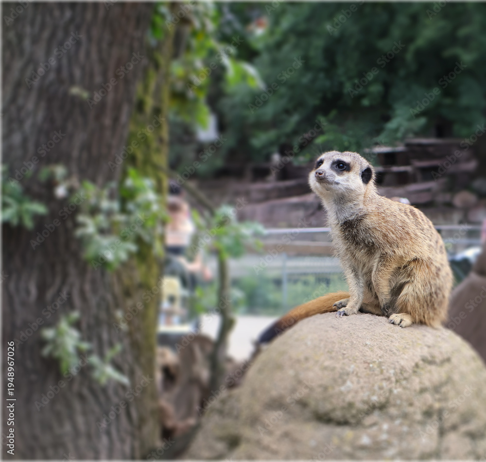 Fototapeta premium Alert Meerkat standing on a rock and looking around