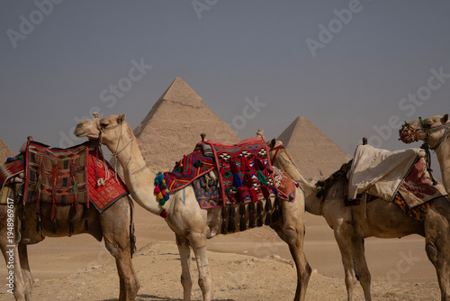 Camels at the Giza Pyramids Plato, panoramic view