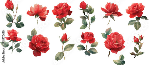 set of red rose flower with leaves