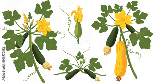 Zucchini and Yellow Blossom Vector Set Featuring Fresh Vegetables, Flowers, and Green Squash for Organic Farming, Gardening, and Culinary Illustrations