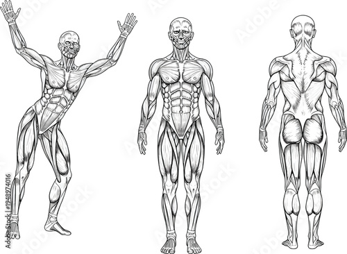 Detailed anatomical illustration of human muscular system showing anterior, posterior, and dynamic views, educational design for anatomy, physiology, and medical studies