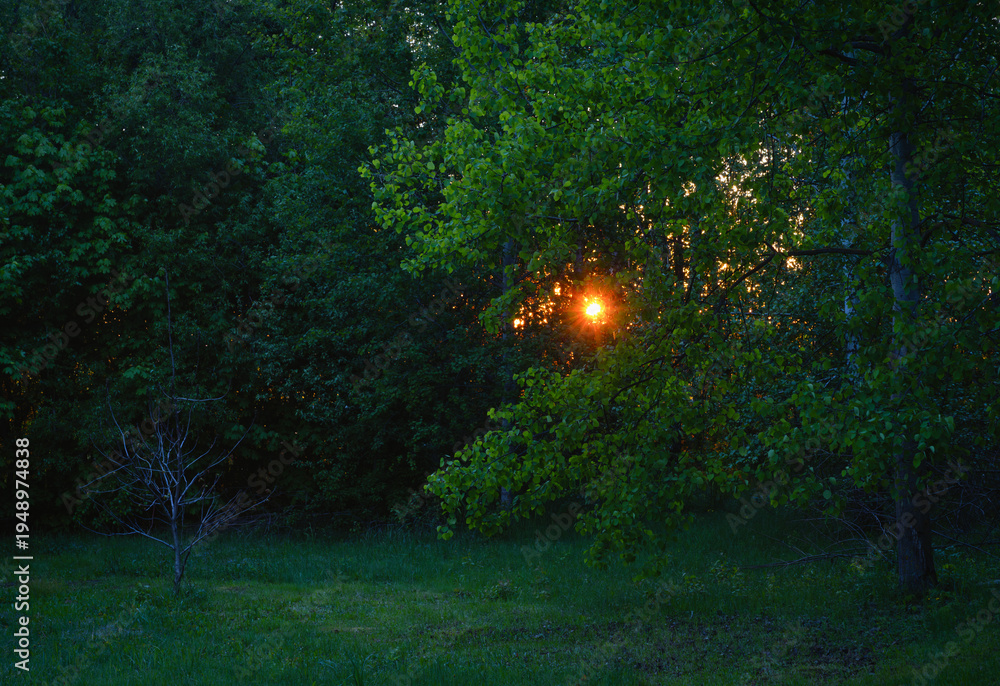 Fotomural Atmospheric forest shot at dawn or sunset with sun flares