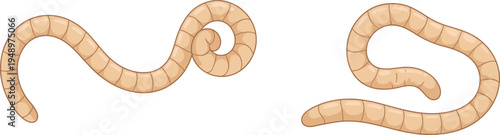 Illustration of segmented worms in coiled and looped postures, biological design concept for education, science, and anatomy reference