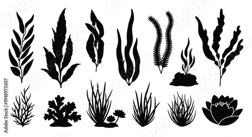 Collection of stylized black silhouettes depicting various aquatic plants and seaweed
