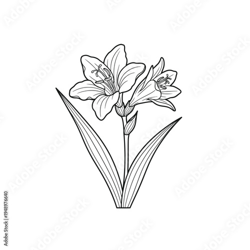Elegant Lily Flower Outline Drawing.