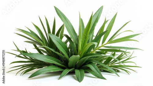 tropical leaves foliage plant bush floral arrangement isolated on white background nature concept of botanical design, interior decoration, garden styling