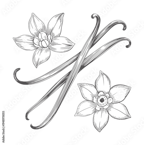 Black and white hand drawn botanical of vanilla beans and flowers