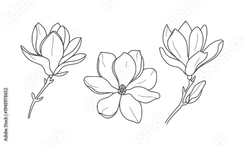 Black and white line of three magnolia flowers and buds bloom botanical