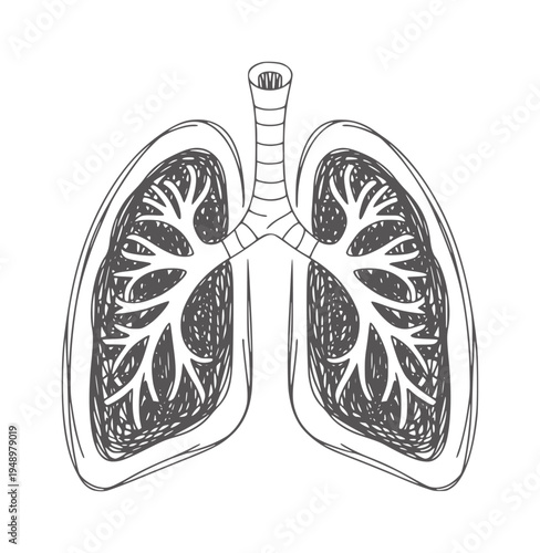 Black and white of human lungs with branching airways anatomy respiratory medical