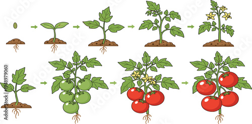 Tomato Plant Growth Stages Vector Illustration Showing Seed Germination, Seedling Development, Flowering and Ripe Red Tomato Harvest Process