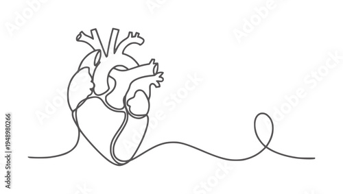 Single line of a human heart with a flowing line extending to the right anatomy medical