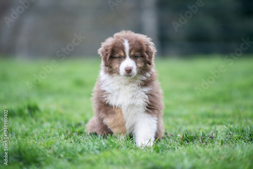 Adorable chiot berger australien assis dans l'herbe verte