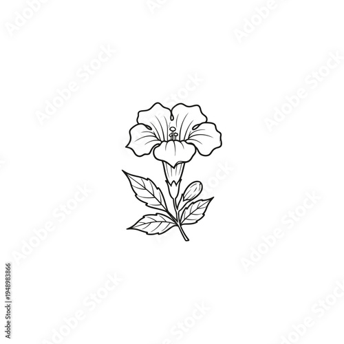 Elegant Line Art Drawing of a Blooming Trumpet Flower.