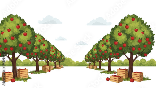 Apple Trees with Fruit and Crates Orchard.