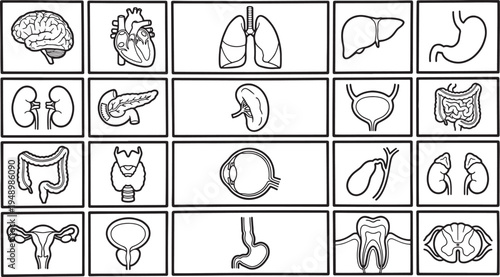 An informative illustration showcasing an array of human internal organs, highlighting their intricate shapes and functions in a clean, medical diagram style.