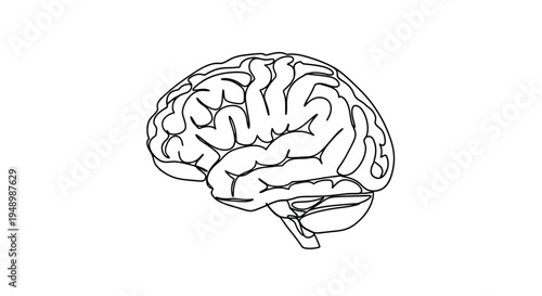 Line drawing of a human brain showcasing its complex structure