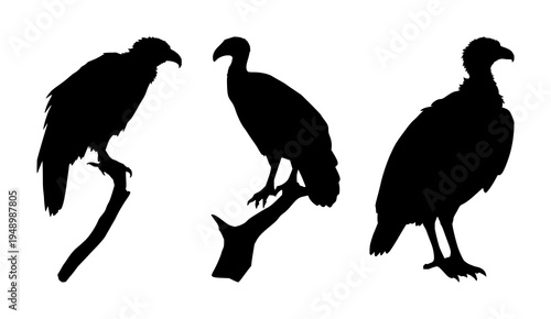 Vulture set with solid black silhouette perched on winged stance featuring sharp beak, desert predator aesthetic, minimal outline with line art and background