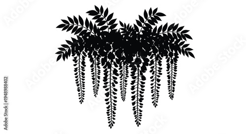 Delicate wisteria vines cascade downwards in a striking silhouette