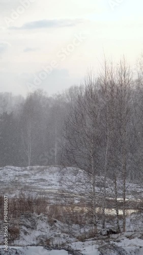 Wallpaper Mural Snowfall in the forest. Winter background
 Torontodigital.ca