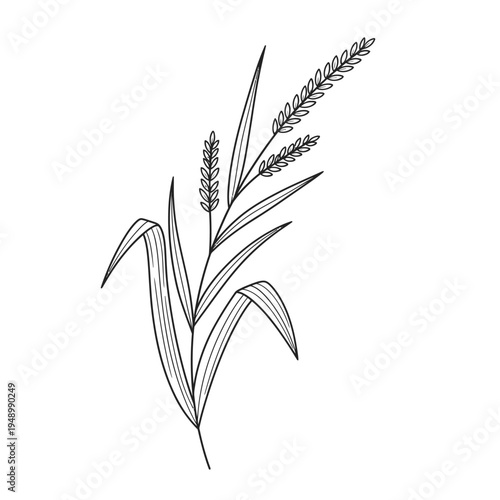 Elegant Line Art Drawing of a Wheat Stalk.