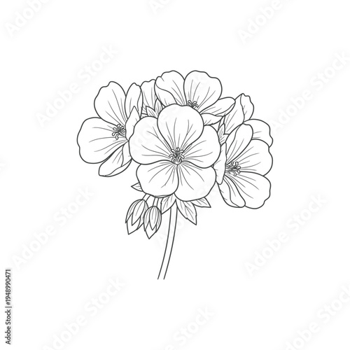 Elegant Line Art Drawing of Geranium Flowers and Buds.