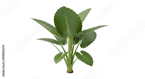 Fresh green plant with leaves.