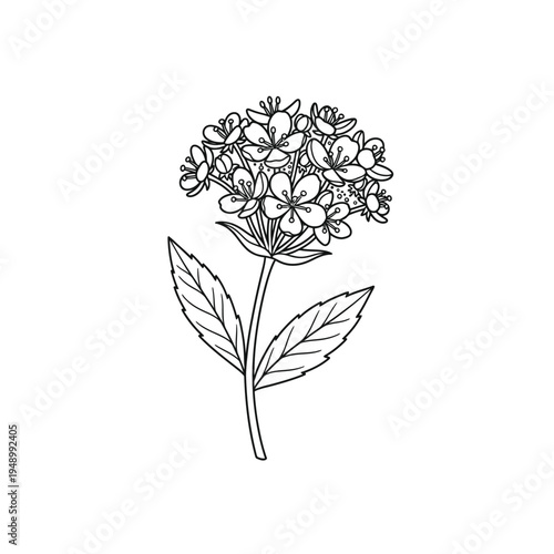 Elegant Line Art Illustration of a Delicate Flowering Plant.