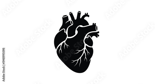 Anatomical illustration of a human heart in stark black silhouette