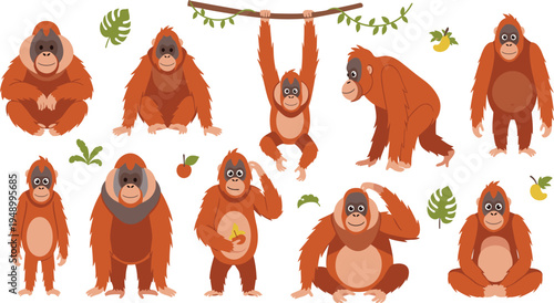 Orangutan Vector Illustration Set Featuring Cute Jungle Apes in Sitting, Walking, Hanging, and Eating Poses for Tropical Wildlife Graphics and Kids Designs.