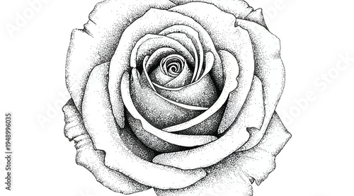 A detailed stippled illustration of a single rose flower isolated on white background with delicate petals and shading