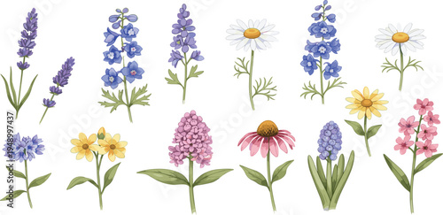 Wildflower Botanical Illustration Set with Lavender, Daisy, Delphinium, and Garden Flowers for Spring Floral Design, Wedding Invitations, Branding, and Decorative Projects