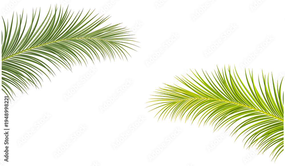 Fototapeta premium Pair of Tropical Palm Fronds Isolated on White