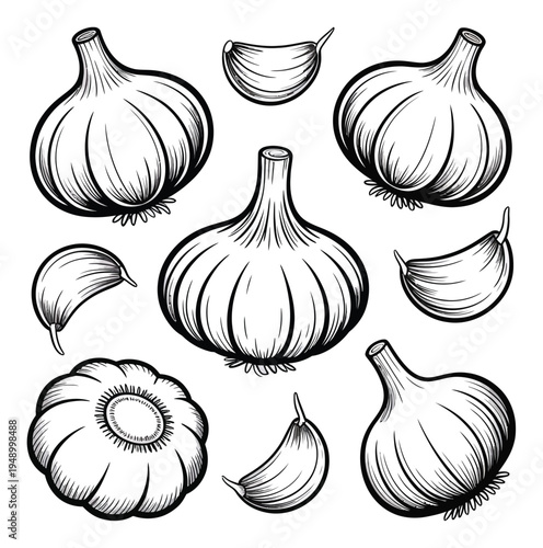 Garlic Bulbs and Cloves Vector Illustration