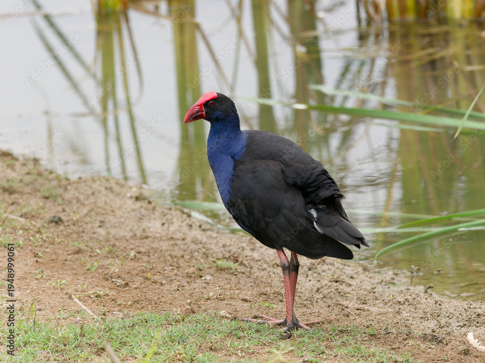 Fototapeta premium Australasian Swamphen or Pūkeko (Porphyrio melanotus) standing on the shoreline of a wetland swamp with reeds reflected in the water,