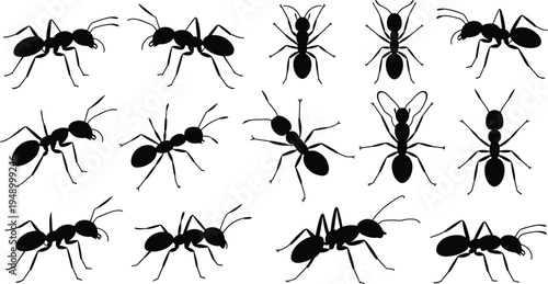 Ant insect silhouettes vector set, black ant collection in different poses, entomology wildlife bug illustration icons
