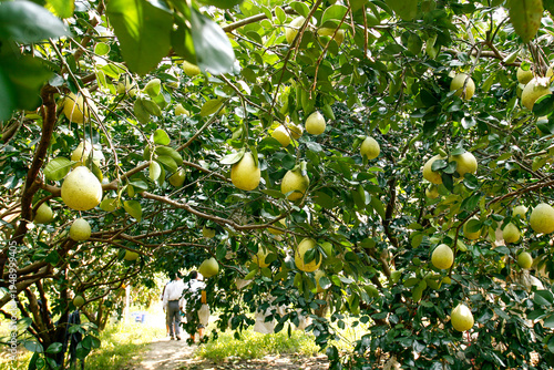 Quadro em tela Taiwanese orchards are laden with pomelos.