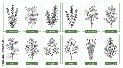 Collection of hand drawn botanical herb illustrations including lavender basil rosemary and mint with name labels, concept for culinary packaging, organic gardening and menu decoration