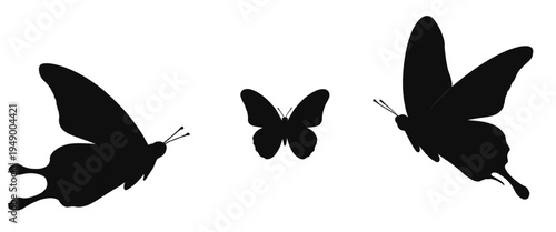 Black butterflies silhouettes set isolated on white background, different flying butterfly positions and shapes