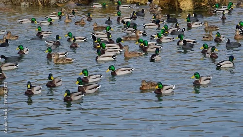 Mixed flock of male and female mallards (Anas platyrhynchos) and Eurasian coots (Fulica atra) swimming in a lagoon during winter in the Sukhoi liman, Odessa region