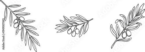 Detailed horizontal line art collection of three olive branches with berries and leaves