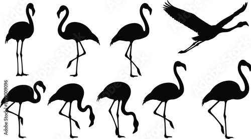 Flamingo bird silhouettes collection with standing walking and flying tropical birds wildlife animal shapes flat vector illustration set