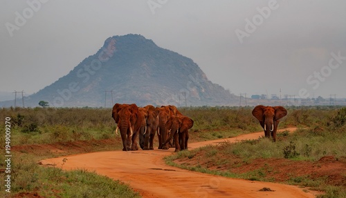 Group of Red Elephant bulls walking along a dirt road at the Savannah of the Tsavo East National park in Kenya