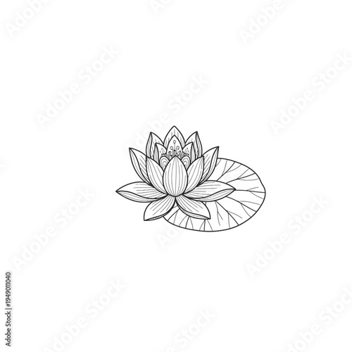 Elegant Water Lily Flower Illustration with Leaf.