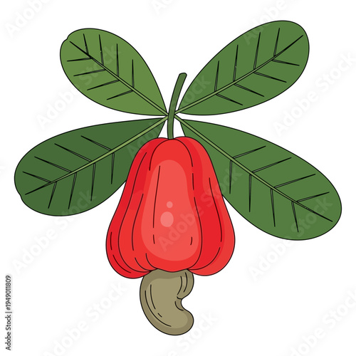 Vibrant Red Cashew Apple with Attached Cashew Nut and Green Leaves on White Background Vector Illustration