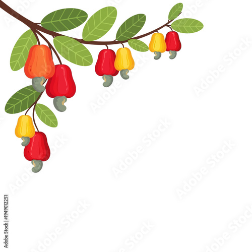 Vibrant Cashew Tree Branch with Ripe Red, Orange, and Yellow Cashew Apples and Nuts, Isolated Vector Illustration