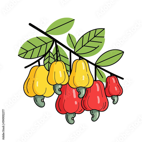 Illustration of Multiple Cashew Fruits Hanging on a Branch with Green Leaves, Red and Yellow Cashew Apples, and Attached Cashew Nuts